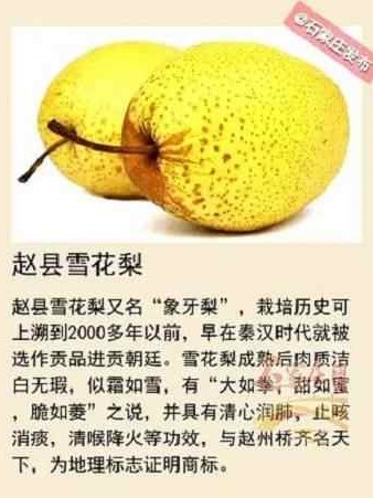 河北省赵县雪花梨又名象牙梨,雪梨，肉质洁白如雪，大如拳，甜如蜜，脆如菱，冰糖炖雪梨具有清心润肺，止咳消痰，清喉降火等功效，与赵州桥齐名天下。